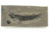 Devonian Lobed-Fin Fish (Osteolepis) Fossil - Scotland #231960-1